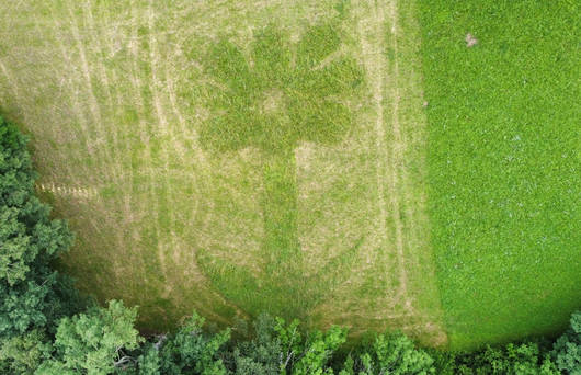 Blume Renato Rezzoli